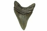 Serrated, Fossil Megalodon Tooth - North Carolina #345672-1